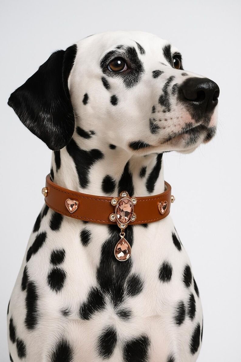 Dalmatian wearing a luxury jeweled collar